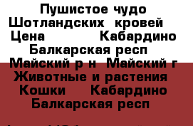 Пушистое чудо Шотландских  кровей. › Цена ­ 4 000 - Кабардино-Балкарская респ., Майский р-н, Майский г. Животные и растения » Кошки   . Кабардино-Балкарская респ.